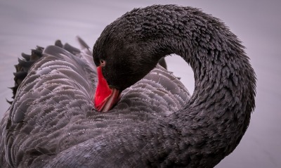 лебедь черный крупный план перья