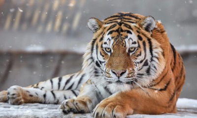 тигр морда лежит хищник