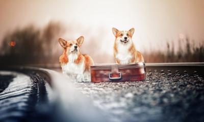 собаки чемодан железная дорога рельсы
