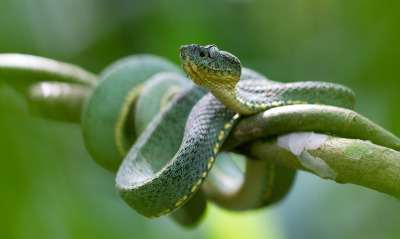 змея ветка зеленая рептилия