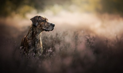 собака в траве немецкий дог
