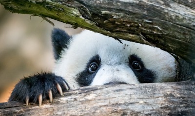 панда, глаза