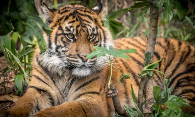 тигр хищник лежит