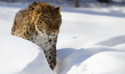 гепард, снег