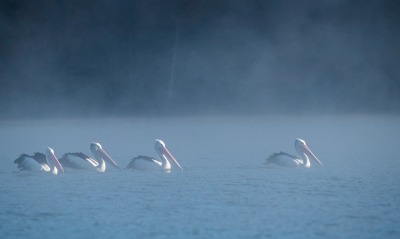 пеликаны, озеро