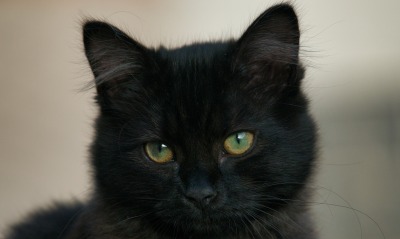 котенок черный мордочка