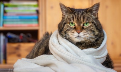 кот, шарф