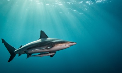 акула под водой лучи
