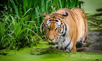 тигр, болото