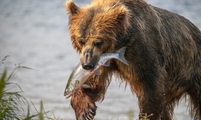 медведь рыба лосось хищник