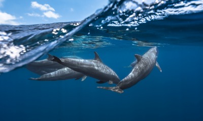 дельфины океан вода под водой