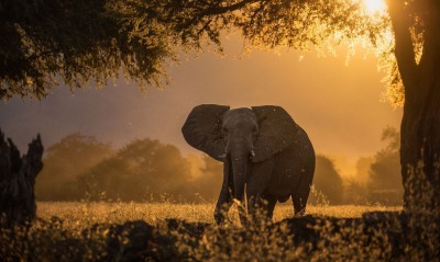 слон дерево на закате