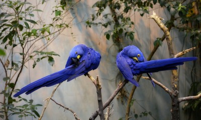 попугаи ветка фиолетовый
