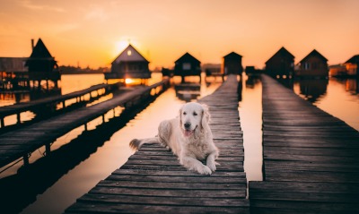 собака тропинка лабрадор домики над водой