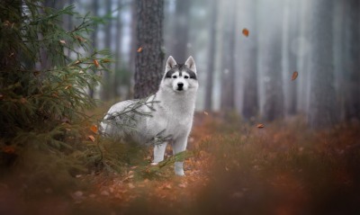 собака лес теман