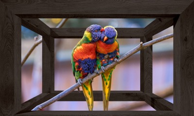 попугайчики парочка жердочка клетка