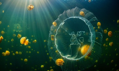 медуза, морская