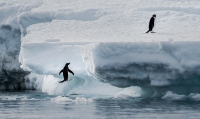 пингвины, антарктида