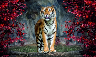 тигр, джунгли