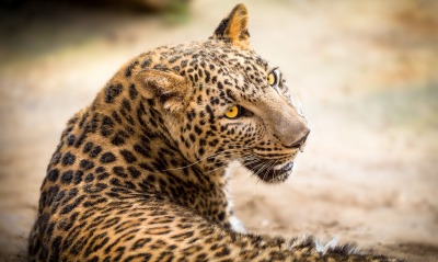 леопард хищник взгляд
