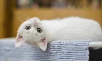 котенок, белый котенок