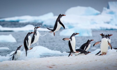 пингвин, на снегу