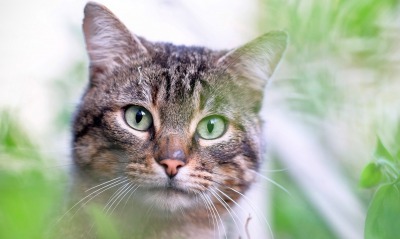 кошка, зеленые глаза