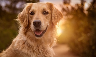 золотистый ретривер собака солнце