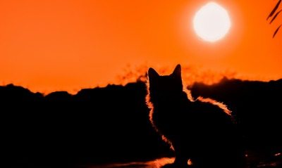 кошка силуэт закат солнце горизонт