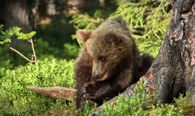 медвежонок, лес