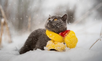 кот снег зима шарф