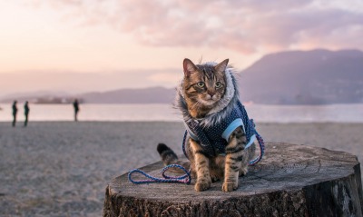 кот пень берег пляж