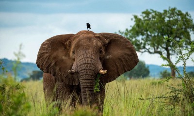слон африка природа