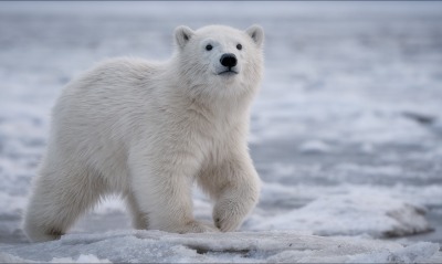 белый медведь полярный северный