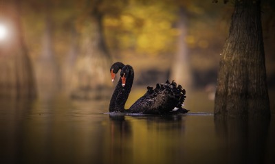 лебеди черный водоем дерево
