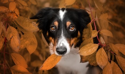 собака, листья