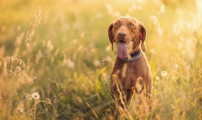собака в траве язык