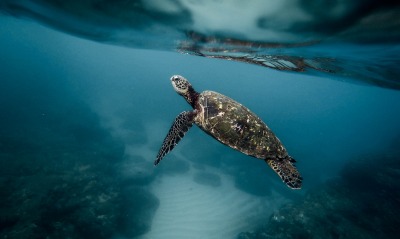 черепаха морская черепаха над водой