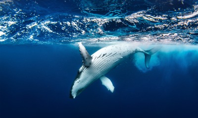 кит океан волны