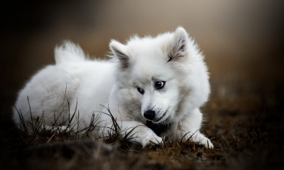 собака белая на земле