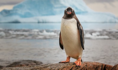 пингвин, на камне
