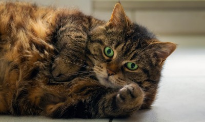 кот коричневый пушистый мордочка лапки