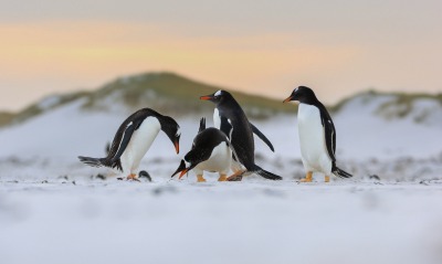пингвины, на снегу