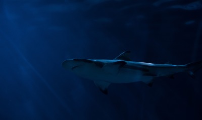 акула глубина океан
