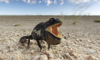 ящерица рептилия пустыня крупный план хамелеон