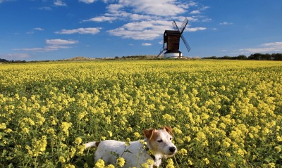 Pitstone Windmill, Bucks, England
