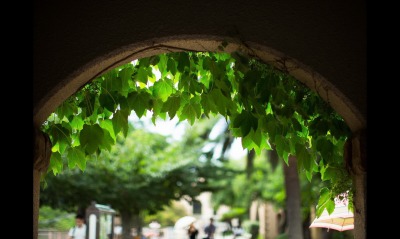 Листья над аркой