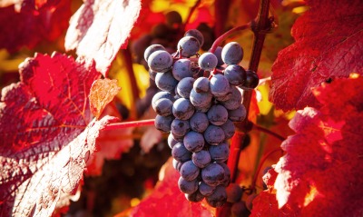 природа еда осень виноград листья