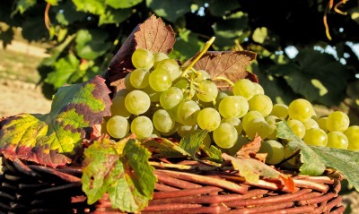 виноград гроздь grapes the bunch