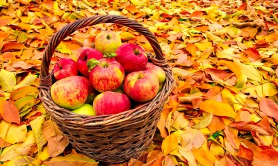 яблоки корзина очень листья